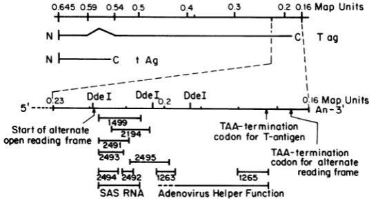 TABLE 1. Properties of mutants with deletions inthe 3' end of the A gene