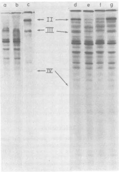 FIG. 4.rus Effect of dIA2459 preinfection on adenovi- late protein synthesis. Cultures of CV-C monkey