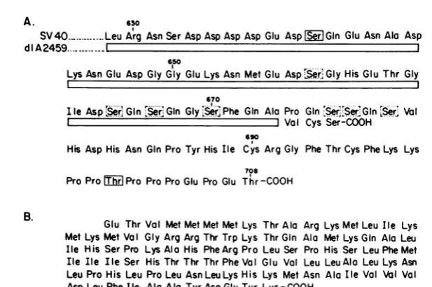 FIG. 5.arewild-typeantigenmoleculesnumbered (A) Amino acid sequence of the carboxy terminus of large T antigen