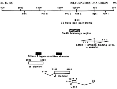 FIG. 5.arrowheads.itytheaccording Physical features near the polyomavirus ori. The viral large T antigen binding sites are positioned to Pomerantz et al.(34)