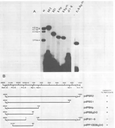 FIG. 2.thereplication Deletion analysis of the rightward boundary of the polyomavirus ori