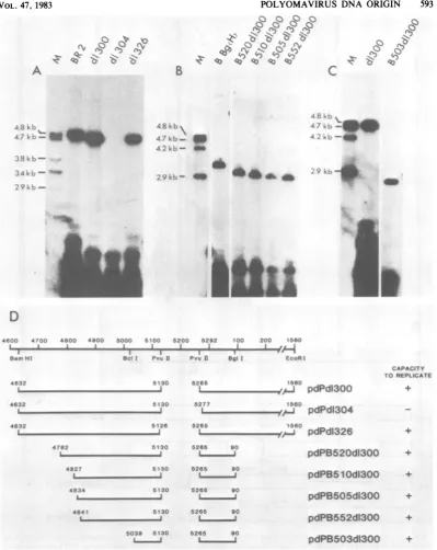 FIG. 3.deletiondeletionpdPdI300 Internal deletion analysis of the polyoma virus ori. (A, B, and C) The replicative capacities of the viral mutants were assessed as described for Fig