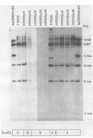 FIG.(0.5 ng is equivalent to 20x] per cell, corresponding toand the equivalent number ofI±g of B3 (BHK-21) DNA andrier