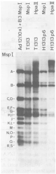 FIG. 3.T1111(2)this(p16)ternsline.isolationcell),agaroseDNAthatviriontowerements S Nonrandom changes of methylation pat- of Adl2 DNA in an Adl2-induced hamster tumor DNA was isolated from the Adl2-induced tumor and from cell line H1111(2) established from 