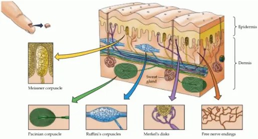 Fig. 2.6 Schematic of the location of various mechanoreceptors in the fingertip, from [5]
