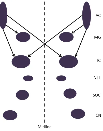 Figure 3B. Schematic representation of the major descending projections in the central auditorysystem