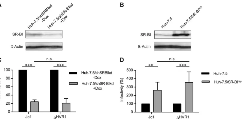 FIG 4 HCV infection of hepatoma cells with down- or upregulated SR-BI. (A and B) SR-BI expression levels in Huh-7.5/shSRBIkd cells pretreated with oradded to Huh-7.5/shSRBIkd cells pretreated or not with doxycycline, and HCV infection was determined at 72 