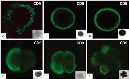 Figure 2. Localization of CD9 protein on cumulus cells, oocytes and early embryos. A. cumulus cells (green); B