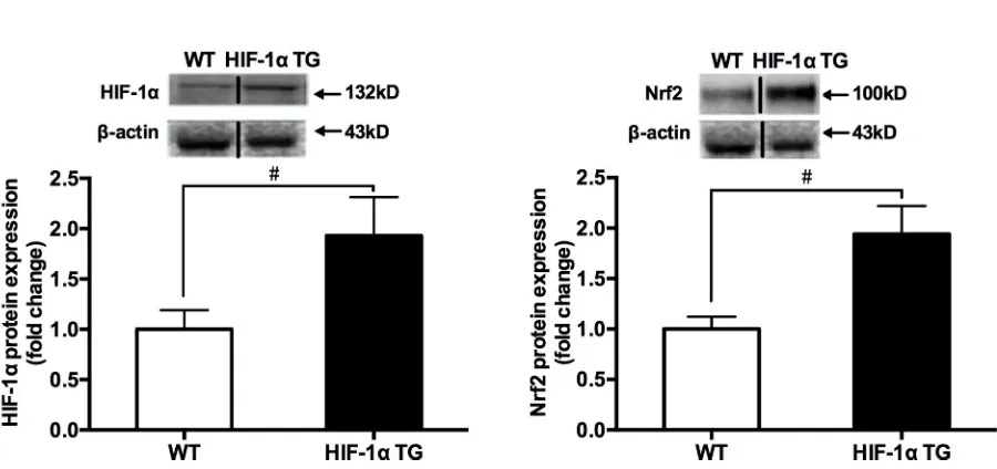 Fig 5. The changes in HIF-1α (A) and Nrf2 (B) total protein contents between HIF-1α TG and WT mice groups