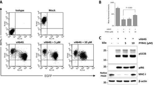 FIG 7 Ubiquitination affects cell surface MHC-I expression in EHV-1-infected cells. (A) Ubiquitination was blocked by PYR41, an E1 inhibitor