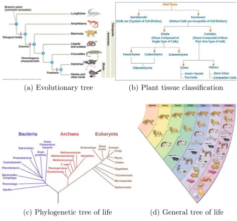 Figure 1.1: Examples of cluster analysis: The taxonomy of animals and plants (a) Evolu- Evolu-tionary tree[64], (b) Classification of plant tissues[163], (c) Phylogenetic tree of life[162]