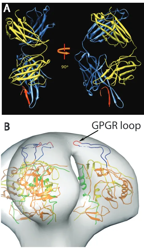 FIG 1 (A) Ribbon representation of the crystal structure of Fab 447D MAbfrom PDB 1Q1J (58)