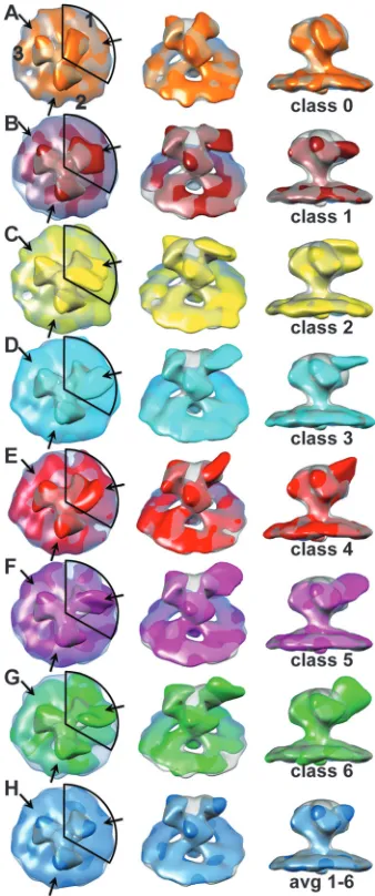 FIG 3 Density maps from the one-arm classiﬁcation of HIV-1 MN Env spikewith bound 447-52D antibody