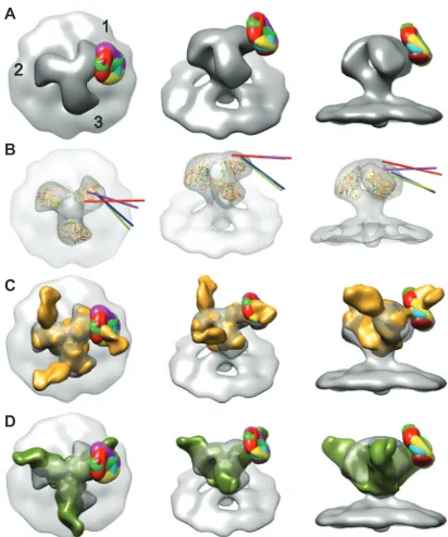 FIG 4 (A) Superimposed difference maps of all antibody-bound class aver-in the supplemental material