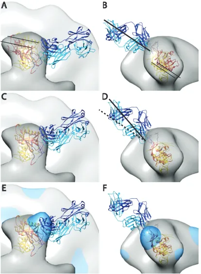 FIG 5 Crystal structure of PGT128 Fab in complex with an engineered glyco-aligned onto the gp120 spike pseudoatomic model from the present study