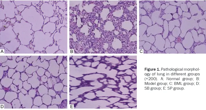 Figure 1. Pathological morphol-ogy of lung in different groups 