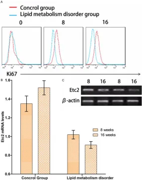 Figure 3. A: Flow cytometry showed that the expression of Ki67 was lower in the group of abnormal lipid metabolism rats fed with high fat diet compared with the control group; B, C: The level of Ect2 mRNA of rat leydig cells by RT-PCR.