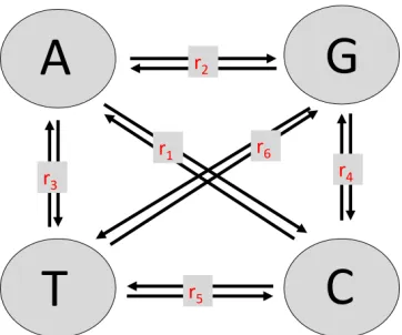 Figure 1.3 Unrooted Tree. Unrooted tree with 4 descendant sequences.