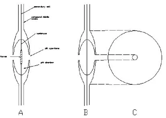 Figure 2.1: A) Bordered pit with torus, B) Bordered pit in hardwood, C) Radial view of a bordered pit  (source: Tsoumis) 