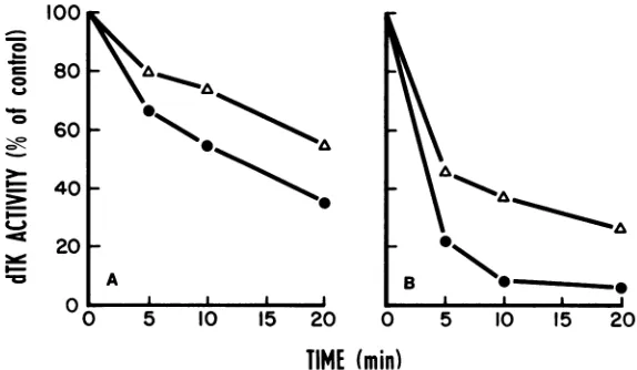 FIG. 3.beforewereextract)(A) Effect of heat on dTK activity. Extracts ofdTK- 3T3 cells infected with MMdUr-20 (A) and WT virus were incubated at 40 (A) or 45°C (B) in a water bath