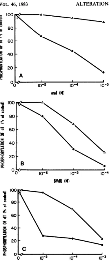 FIG. 8.(C),activitywithbuffertionnosayed Effect of araT (A), BVdU (B), and MMdU on the phosphorylation of [(4C]dT