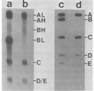 FIG. 10.EcoRI(lanestionlanesmentstionsencesynthesizedsized Autoradiograms showing the hybridiza- of EcoRI fragments of +29 DNA with RNAs from +29 DNA in the presence and ab- of EcoRI rho factor