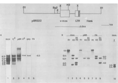 FIG. 3.pHT21(A)HindIII,(B)indicated Analysis of RNA and DNA from a pHT21 transfectant