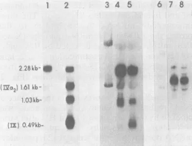 FIG. 3.Thebindingtoofofcpm.theed3.9moleculeMOI nitrocellulose 3H-labeled 9.4 Quantitation of Ad2 DNA in infected cells