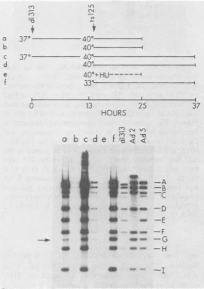 FIG. 7.boundinfectedDNA[3H]DNA[3H]thymidine Viral DNA replication in deletion mutant- cells
