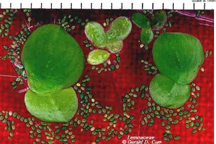 Figure 1.  Size Comparison of Different Duckweeds. 