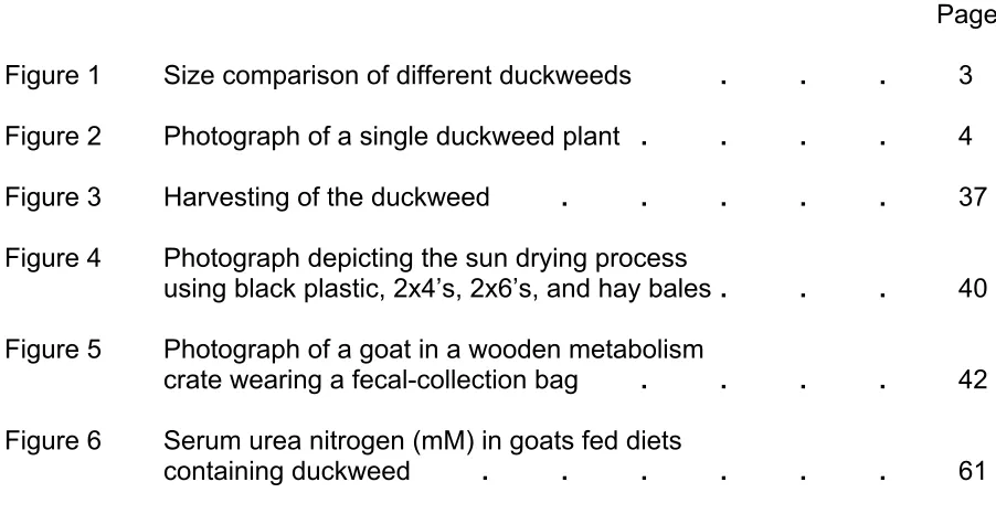 Figure 1 Size comparison of different duckweeds  