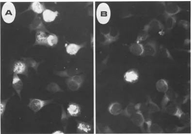 FIG. 4.with10 MVM capsid antigen expression. (A) Average field of A9 ouabrll cells infected at 10 PFU per cell MVM(p) as described in the legend to Fig