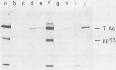 Figure 2anti-Tversus shows a plot of enzyme activity fraction number for the reactions with and anti-pp53 antibodies