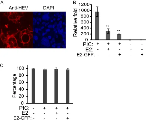 FIG 1 HEV replication in S10-3 cells (a subclone of Huh-7 cells) reduces IFN