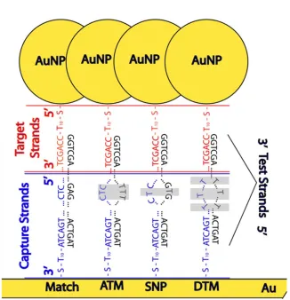 Figure 4.1.  Visualization of the hybridization scheme used to create a SERS environment with a single mismatch (SNP), with an adjacent triple mismatch (ATM), or with a delocalized triple mismatch (DTM)