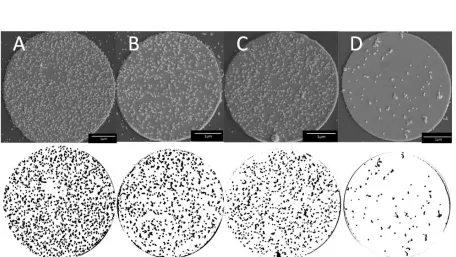 Figure 4.3.  Scanning electron micrographs of representative sample capture surfaces after analysis of the nanoparticle densities that results from hybridizing with (A) completely matched, (B) SNP, (C) triple mismatched, and (D) completely mismatched test 