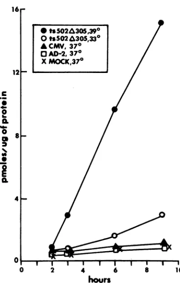 FIG. 4.an(26)1143(TK-) oa-TK Induction of TK activityin 1316cells cells transformed to TK+ phenotype with gene chimera contained in plasmid pRB316] by HSV-1(F)ts502A305, Ad-2, and CMV.