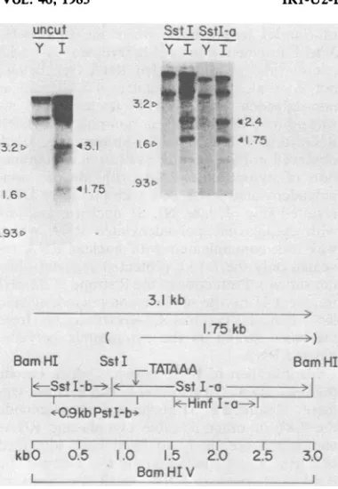 FIG. 5.polyadenylated S1 nuclease analysis of IB-4 cytoplasmic RNA transcribed from the R strand of