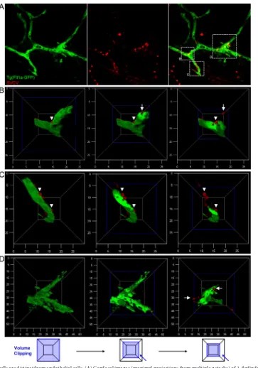 FIG 4 SVCV-positive cells are distinct from endothelial cells. (A) Confocal images (maximal projections from multiple z stacks) of 3-dpf infected Tg(Fli1a-GFP)larvae immunostained with SVCV antibody at 20 hpi (magniﬁcation,steps of volume clipping of the F