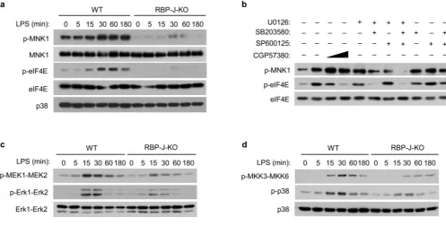 Figure 6. RBP-J augments TLR4-induced activation of the MAPK-MNK1-eIF4E pathway(RbpjRbpja) Immunoblot analysis of the indicated proteins in whole cell lysates of BMDMs from+/+, Mx1-Cre (wild-type; WT) and Rbpjflox/flox, Mx1-Cre (RBP-J-KO) pairedlittermates