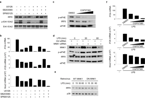 Figure 8. The MAPK-MNK1-eIF4E axis promotes IRF8 synthesis and M1 gene expression(a) Immunoblot analysis of IRF8 and p-Erk1-Erk2 expression in BMDMs from wild-typemice, pretreated with DMSO vesicle control or MAPK inhibitors for 30 min and thenstimulated w