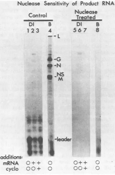 FIG. 6.sized Nuclease by DI particle