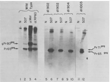 FIG. 4.from4).immunoprecipitation,rabbitvariouswithrabbit Analysis of viral gag proteins synthesized in infected NIH/3T3 cells