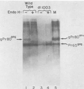 FIG. 5.byinfectedteinsendowereimmunoprecipitatesandanalysiswereprecipitationproteinsteinsM-MuLV Analysis of viral gag proteins synthesized mutant dl1003 virus