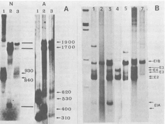 FIG. 2.XhoI(laneprobe,Adl2AutoradiogramsRNAstransformed (A) Autoradiograms of nuclease S1-digested RNA-DNA hybrids between cytoplasmic RNA and the EcoRI-C fragment (O to 16.5 m.u.)
