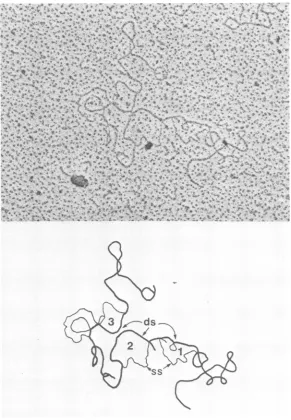 FIG. 3.complementaryDNAs.3.selectedthetext.strands The Electron micrograph of the XbaI-E DNA of CMV bearing R-loops formed with IE RNA