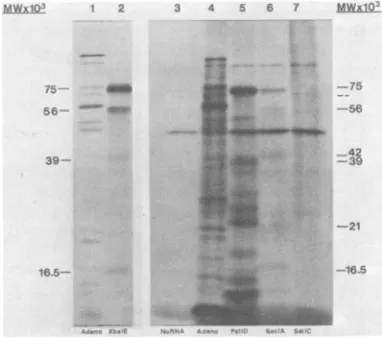 FIG. 5.XbaI-EproductscytoplasmictionRNA;vitrotiontovirus-specified SalI-C Fluorograms of the in vitro translation of virus-specified IE mRNA