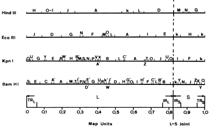 TABLE 3. Simultaneous i.p. infection with HSV-1ANG standard and ANG path at different ratios