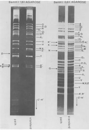 FIG. 2.The-KnumbersinvertedHSV-1standard Ethidium bromide-stained BamHI restriction fragment patterns of HSV-1 ANG standard DNA and ANG path DNA