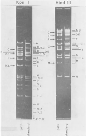 Figure 1 shows various restriction endonucleasecleavage maps of HSV-1 ANG standard DNA.